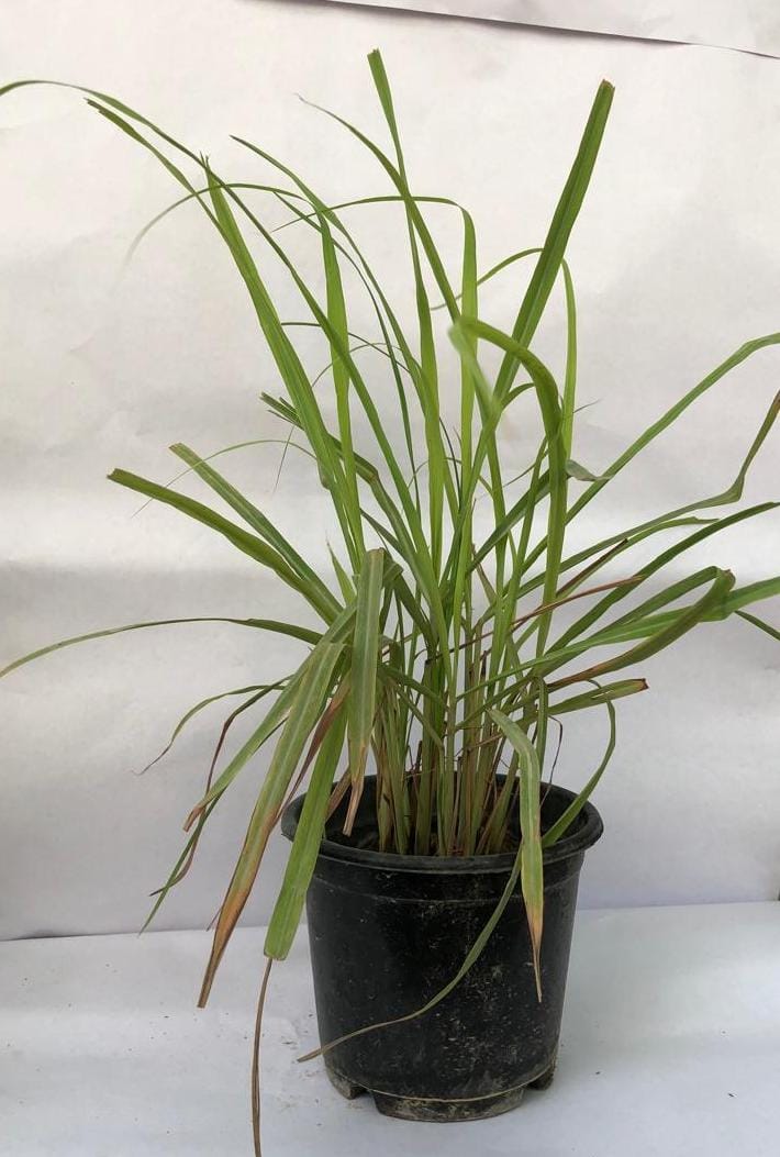 Lemon Grass